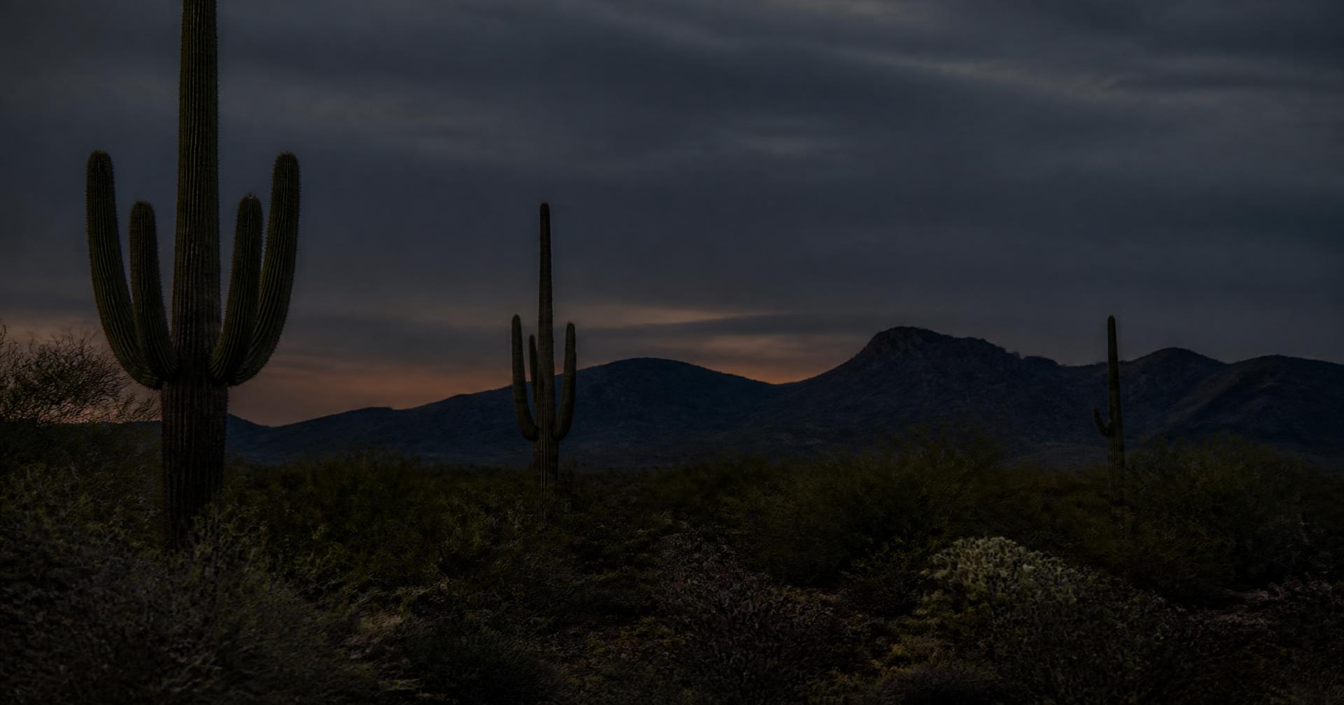 Saguaro cacti and mountains in the Yuma County desert